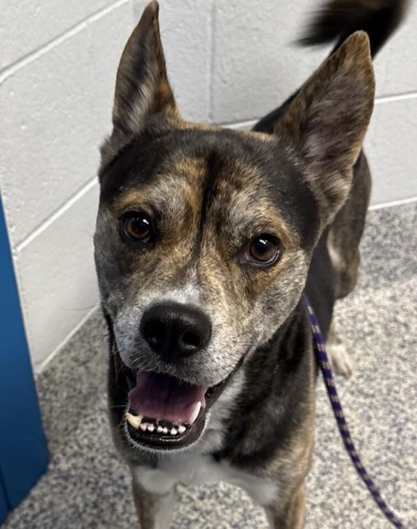 Anubis, a Adoptable mixed breed in Golden, CO image 2/3