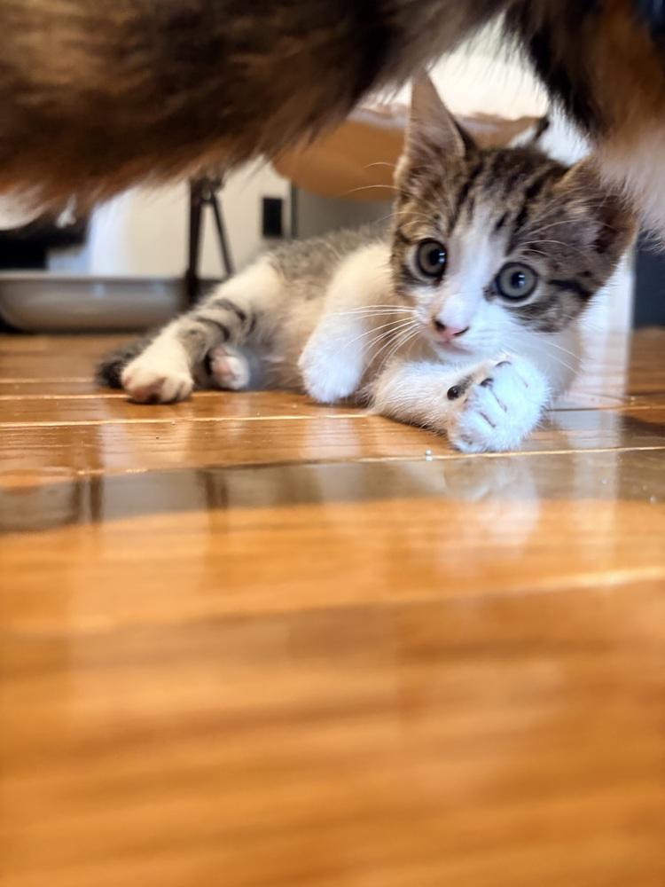 Tink, Adoptable, Kitten Female Domestic Short Hair.