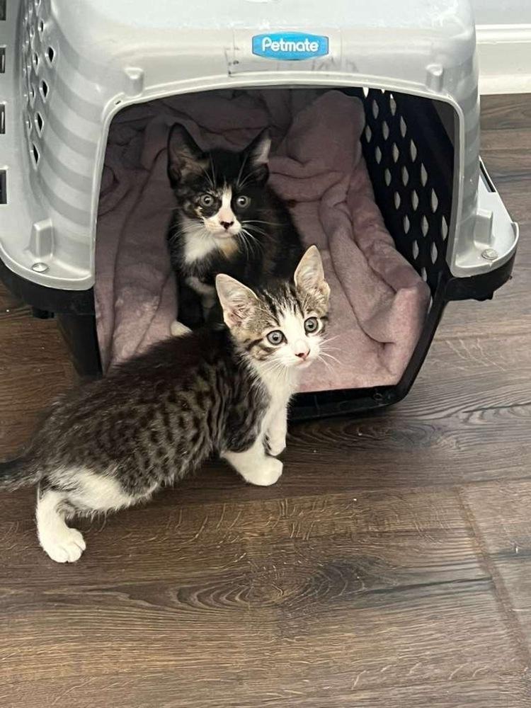 Tink, a Adoptable Domestic Short Hair in Lake Wylie, SC image 2/2