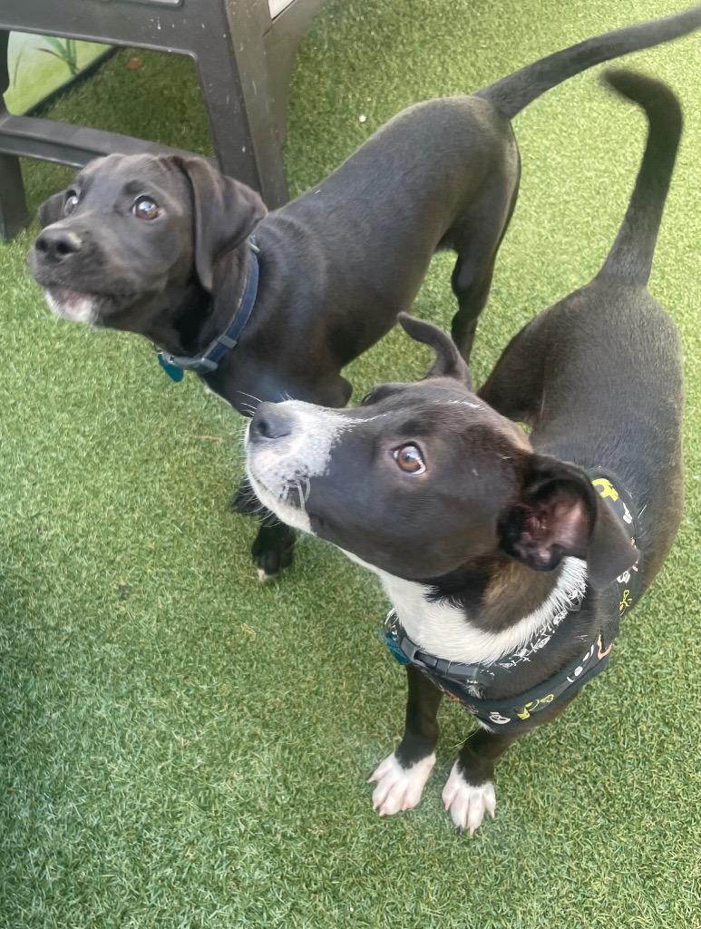 Kael, Adopted, Young Male Labrador Retriever & Terrier.