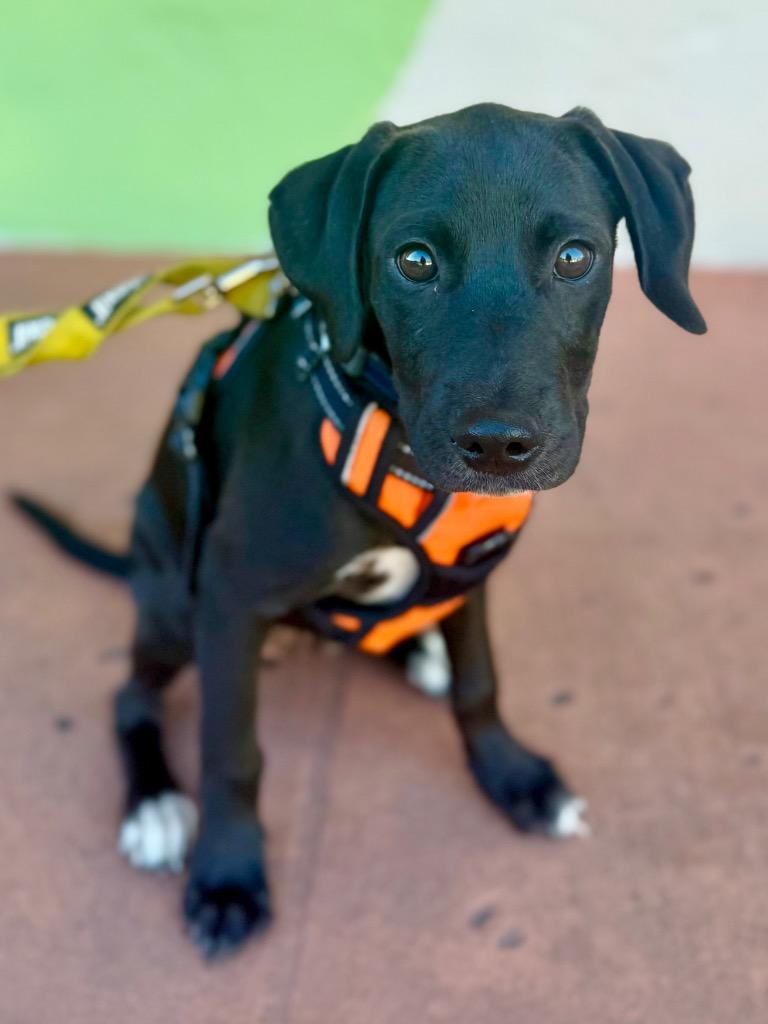 Enlarge Kael, a Adopted mixed breed in Fort Lauderdale, FL image 2/5