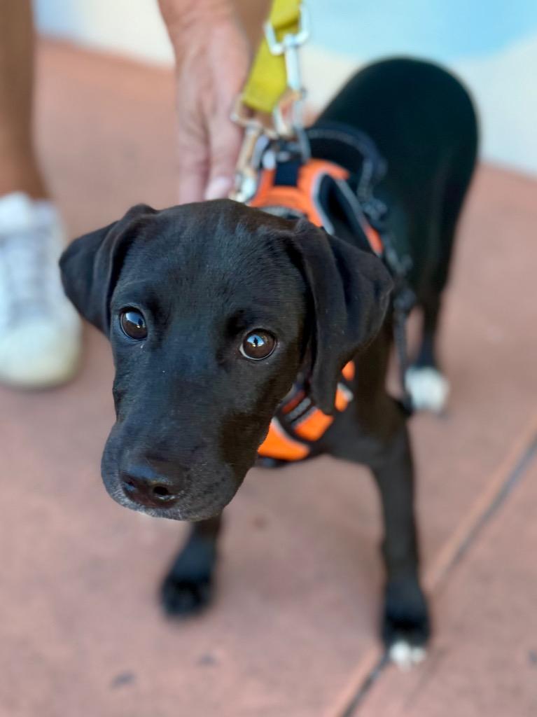 Enlarge Kael, a Adopted mixed breed in Fort Lauderdale, FL image 4/5