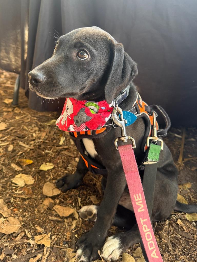 Enlarge Kael, a Adopted mixed breed in Fort Lauderdale, FL image 5/5