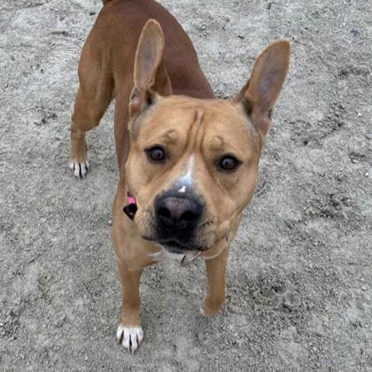 Enlarge Bongo, a Adoptable mixed breed in Wheaton, IL image 1/3