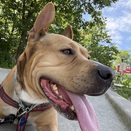 Bongo, Adoptable, Adult Male Pit Bull Terrier & Mixed Breed.