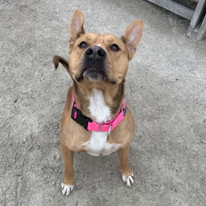 Enlarge Bongo, a Adoptable mixed breed in Wheaton, IL image 2/3