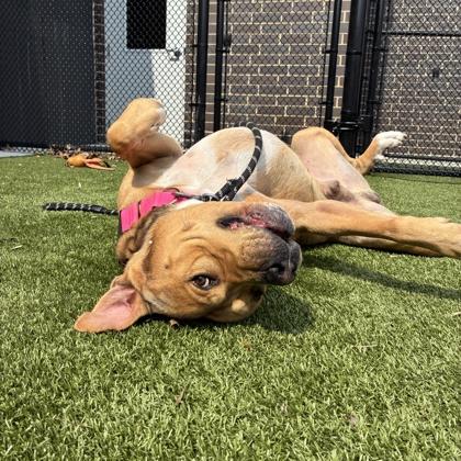Enlarge Bongo, a Adoptable mixed breed in Wheaton, IL image 1/3