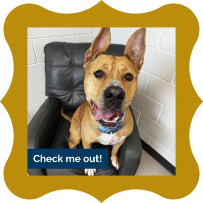 Bongo, a Adoptable mixed breed in Wheaton, IL image 1/3