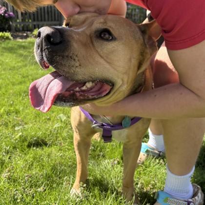 Bongo, a Adoptable mixed breed in Wheaton, IL image 2/3