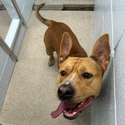 Enlarge Bongo, a Adoptable mixed breed in Wheaton, IL image 3/3