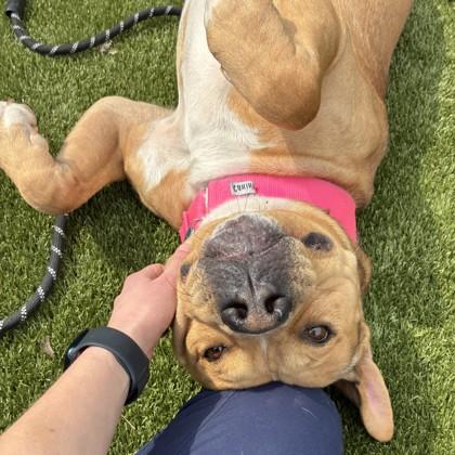 Enlarge Bongo, a Adoptable mixed breed in Wheaton, IL image 2/3