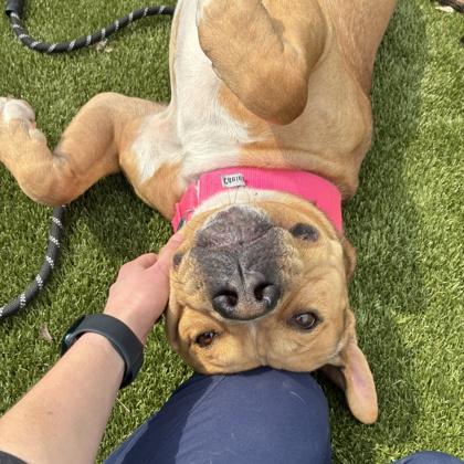 Enlarge Bongo, a Adoptable mixed breed in Wheaton, IL image 2/3