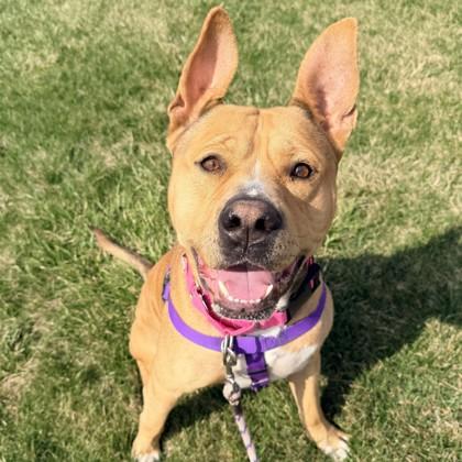 Enlarge Bongo, a Adoptable mixed breed in Wheaton, IL image 3/3