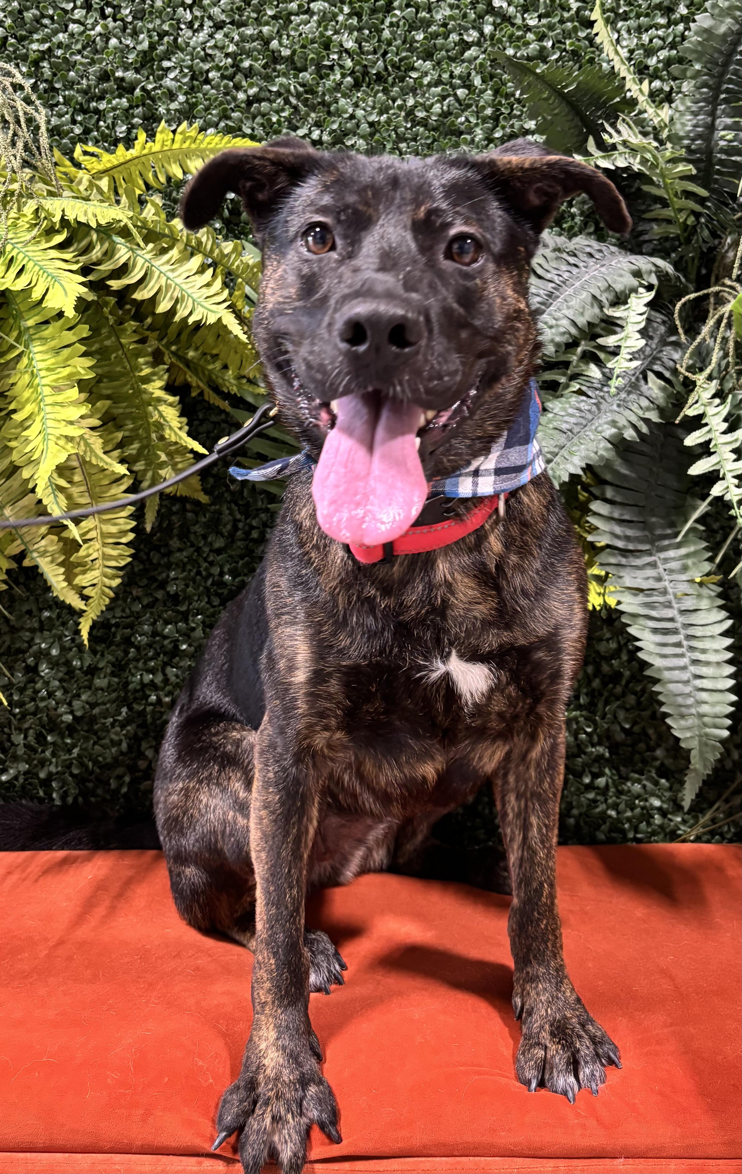 2 years of vet included in adoption