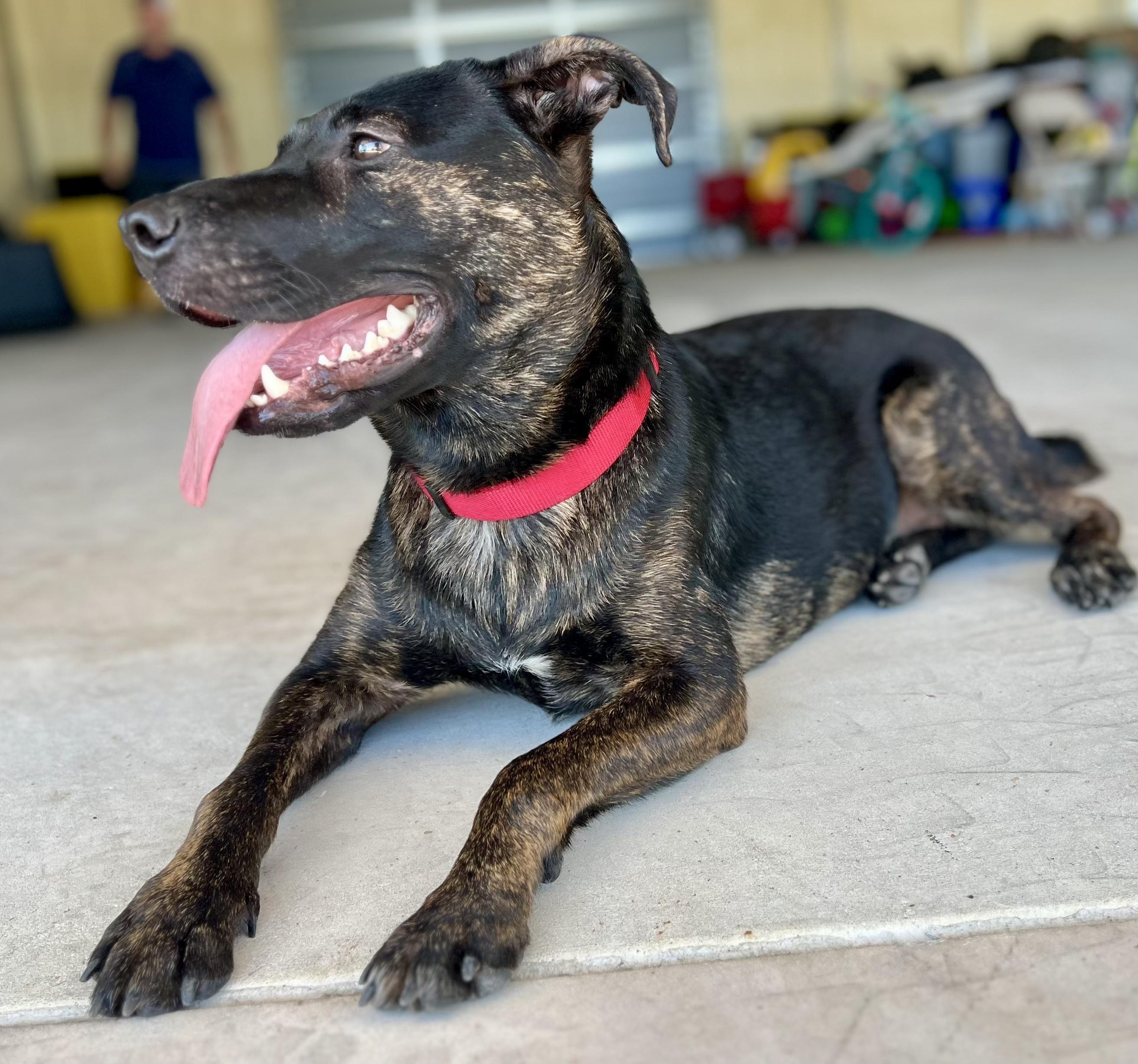 2 years of vet included in adoption, a Adoptable mixed breed in Fort Myers Beach, FL image 3/4