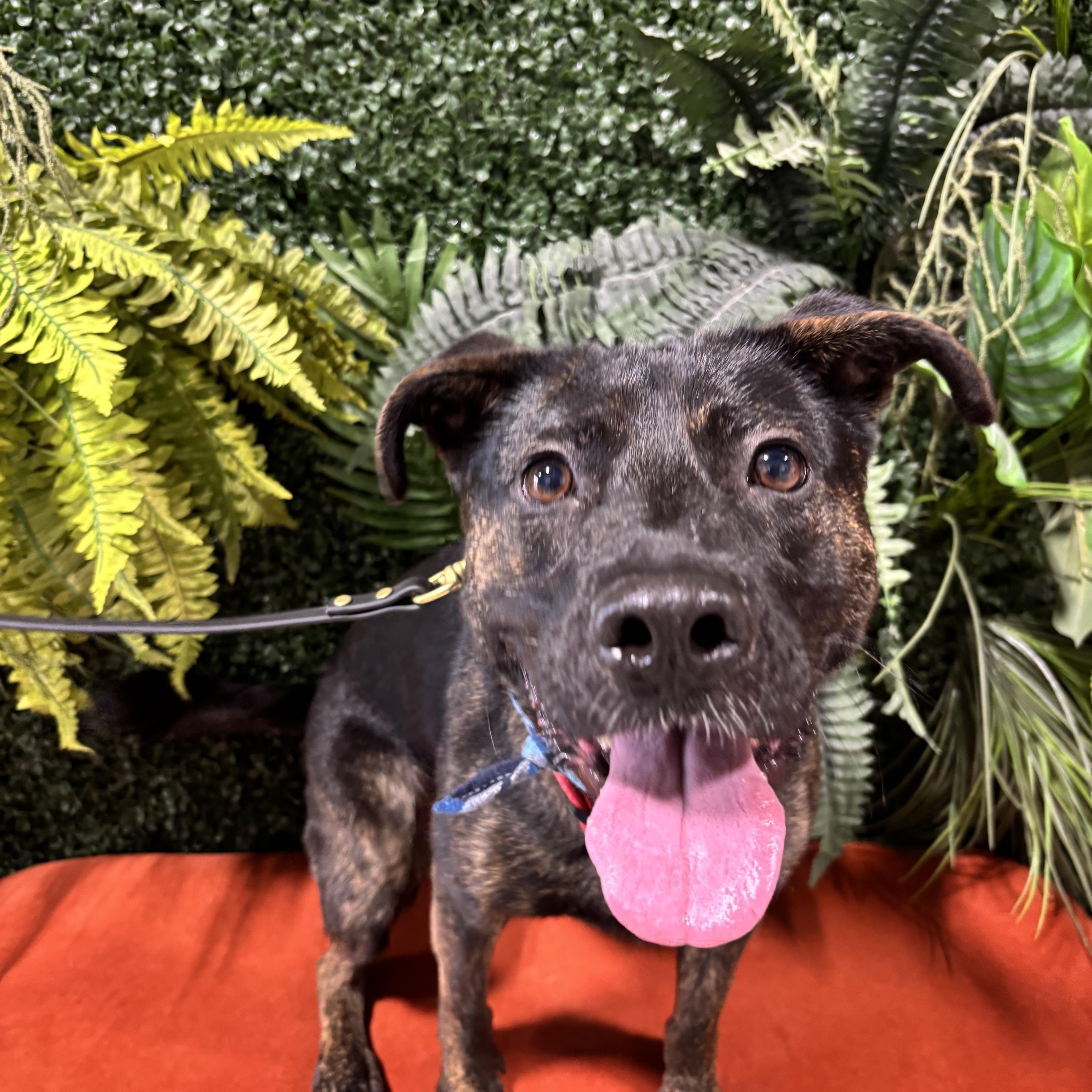 2 years of vet included in adoption, a Adoptable mixed breed in Fort Myers Beach, FL image 2/4