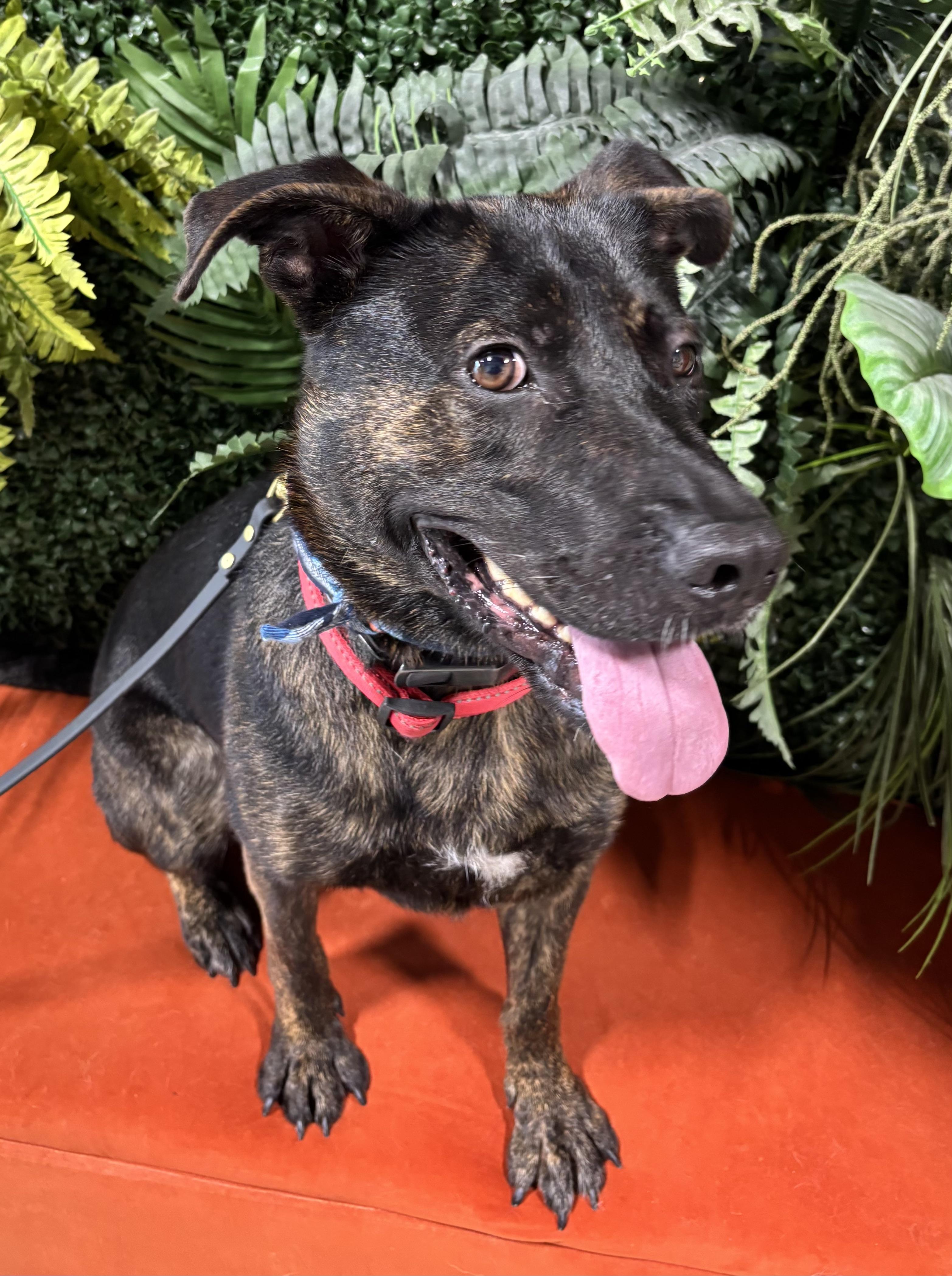 2 years of vet included in adoption