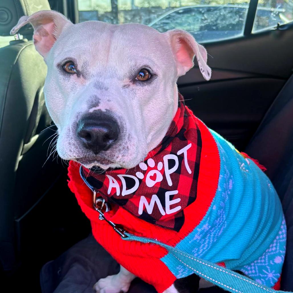 Papacito, Adoptable, Adult Male Mixed Breed.