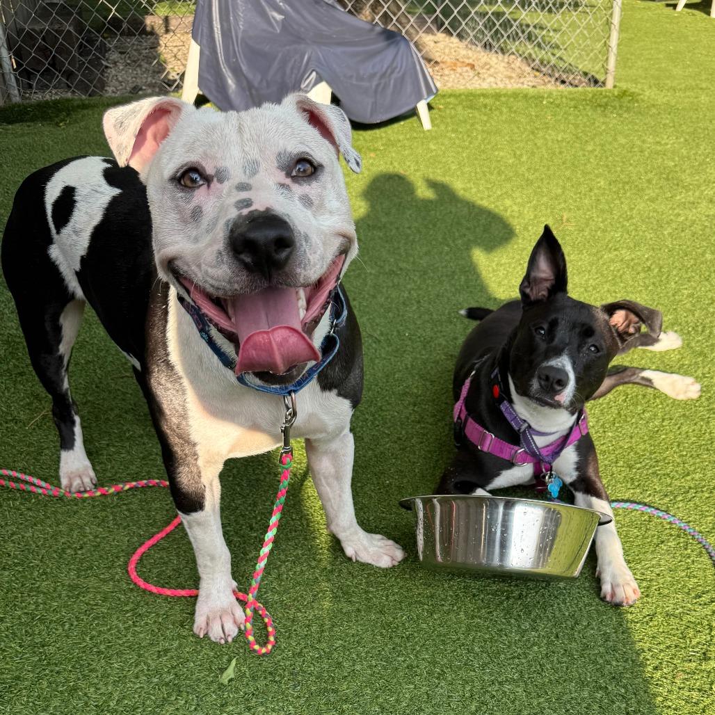 Papacito, Adoptable, Adult Male Mixed Breed.