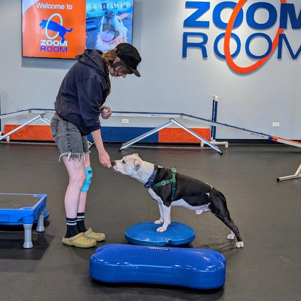 Papacito, a Adoptable Mixed Breed in Chicago, IL image 2/5