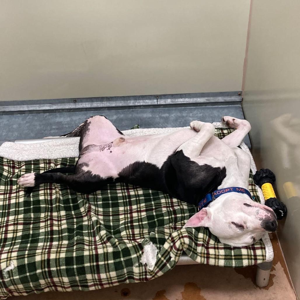 Papacito, a Adoptable Mixed Breed in Chicago, IL image 3/5