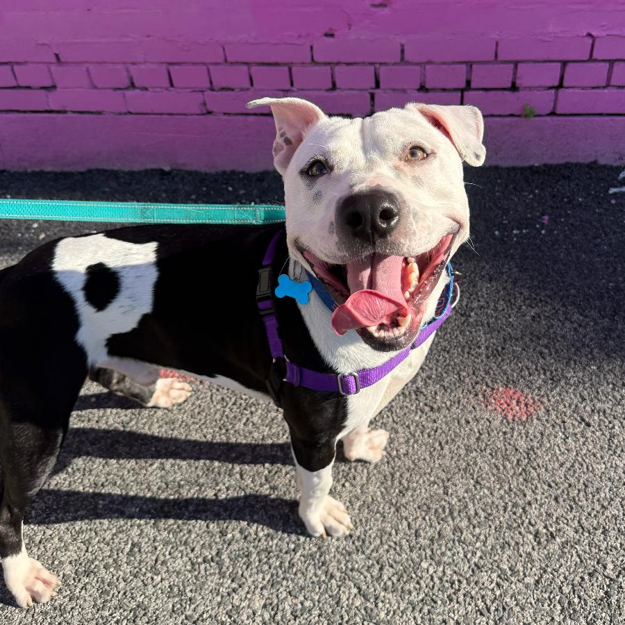 Papacito, a Adoptable Mixed Breed in Chicago, IL image 4/5