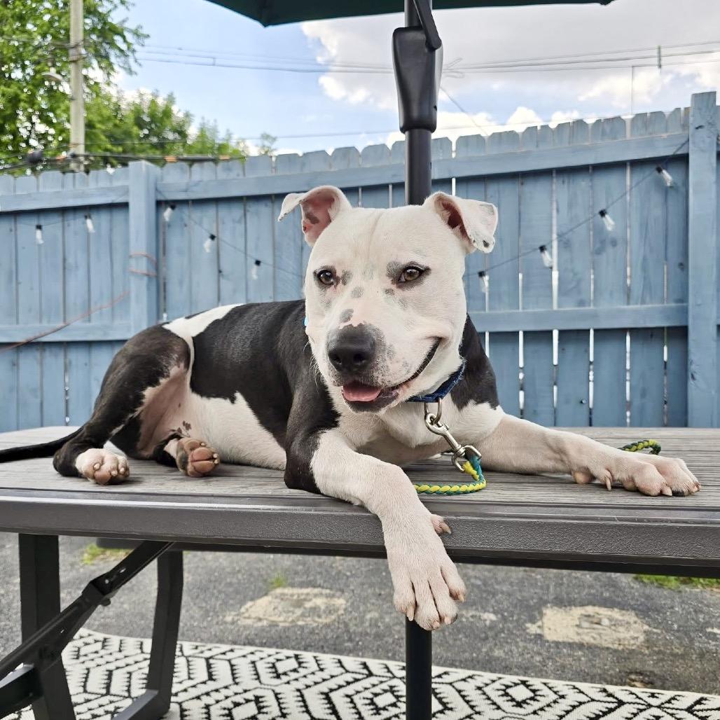 Papacito, a Adoptable Mixed Breed in Chicago, IL image 5/5