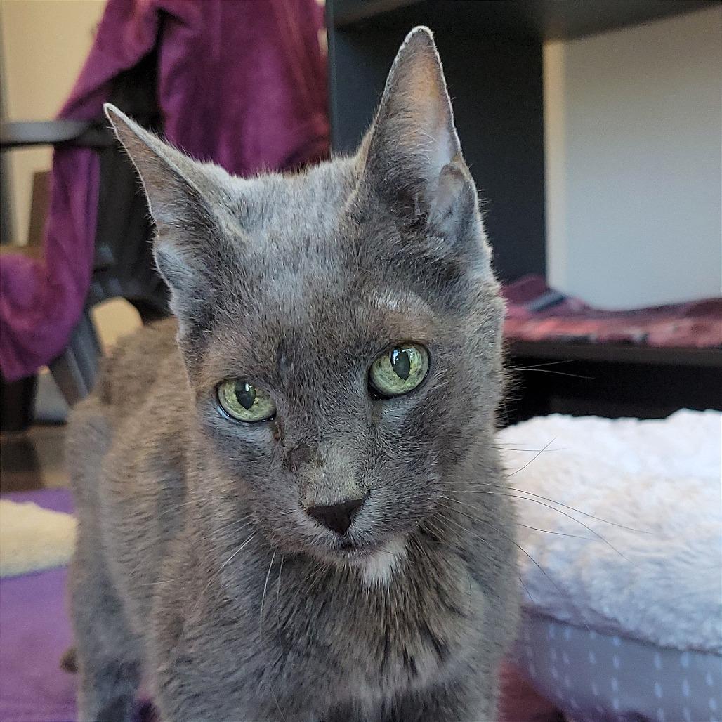 Prada, Adoptable, Senior Female Domestic Short Hair.