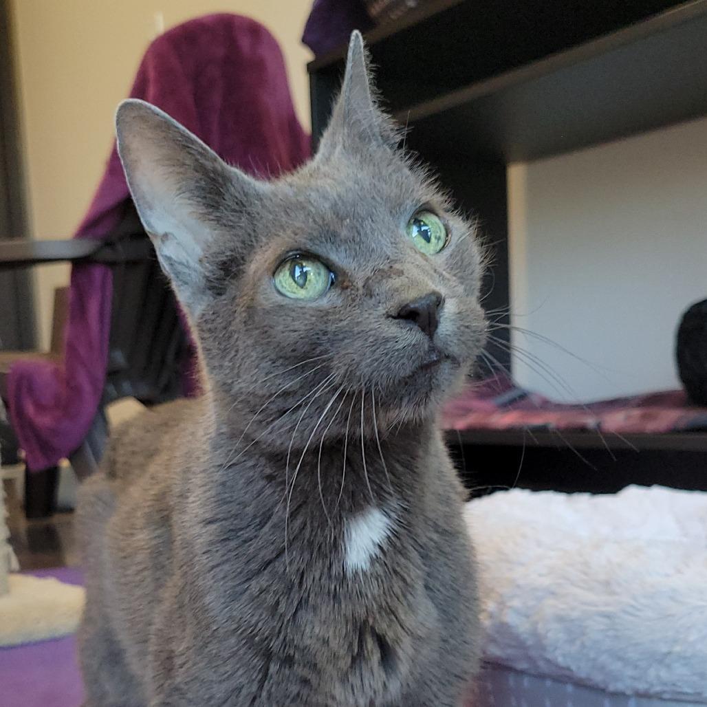 Prada, a Adoptable Domestic Short Hair in Nashville, IN image 2/6