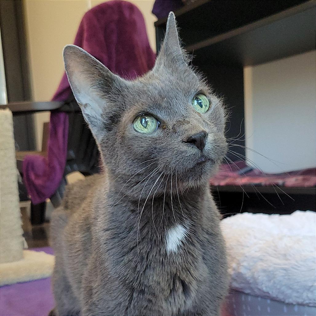 Prada, a Adoptable Domestic Short Hair in Nashville, IN image 3/6