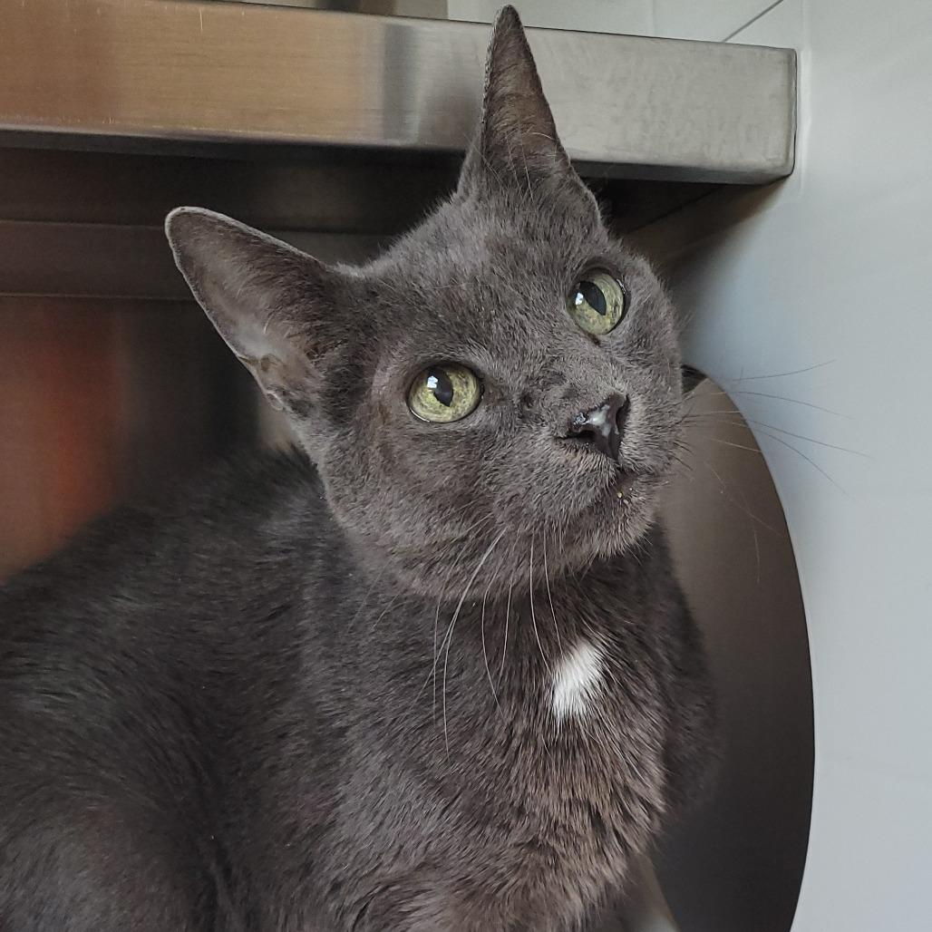 Prada, a Adoptable Domestic Short Hair in Nashville, IN image 4/6