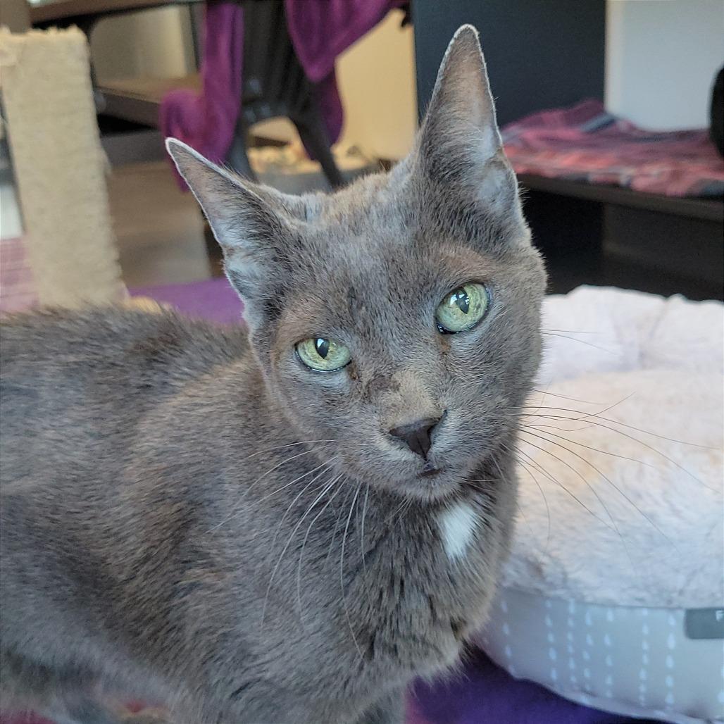 Prada, a Adoptable Domestic Short Hair in Nashville, IN image 5/6