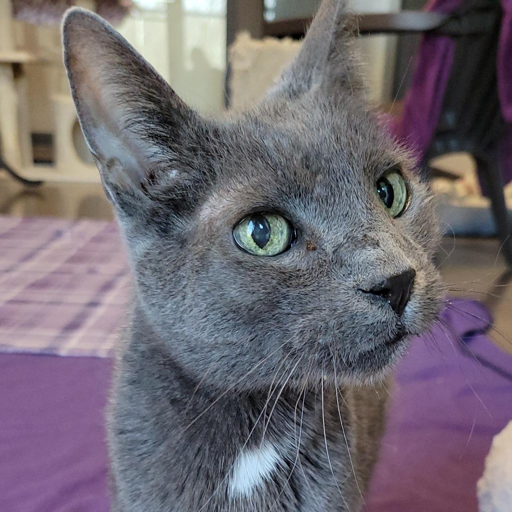 Prada, a Adoptable Domestic Short Hair in Nashville, IN image 6/6