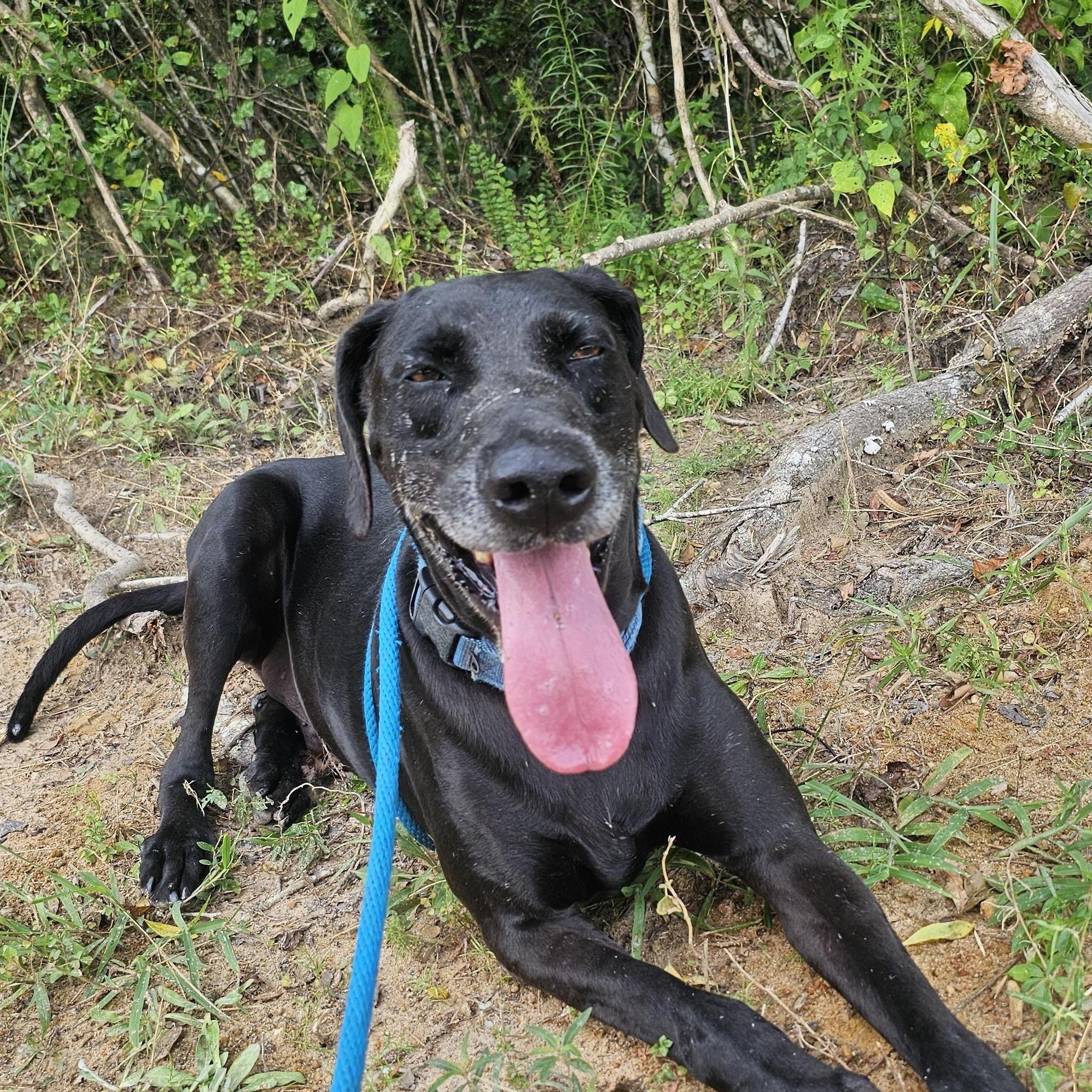 Mighty Joe, a Adoptable mixed breed in Willis, TX image 3/6
