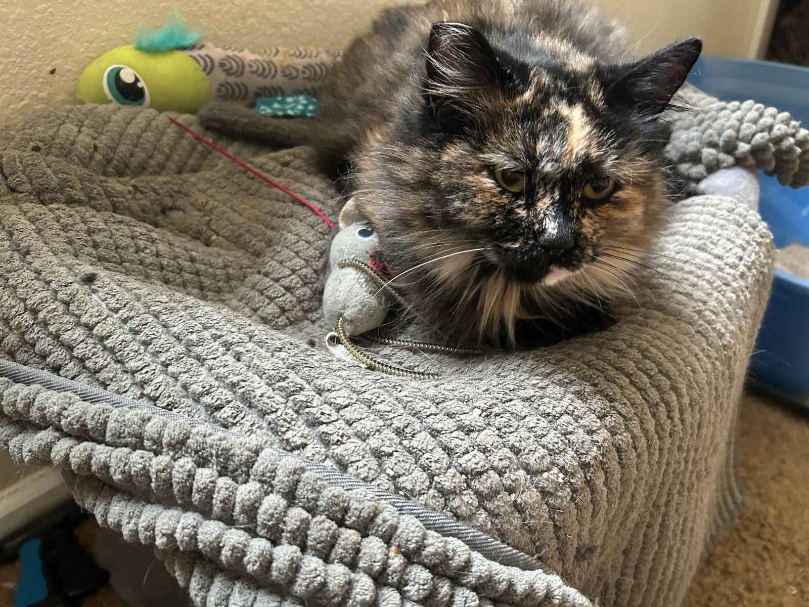 Enlarge Faye, a Adopted Tortoiseshell in Cheyenne, WY image 1/2