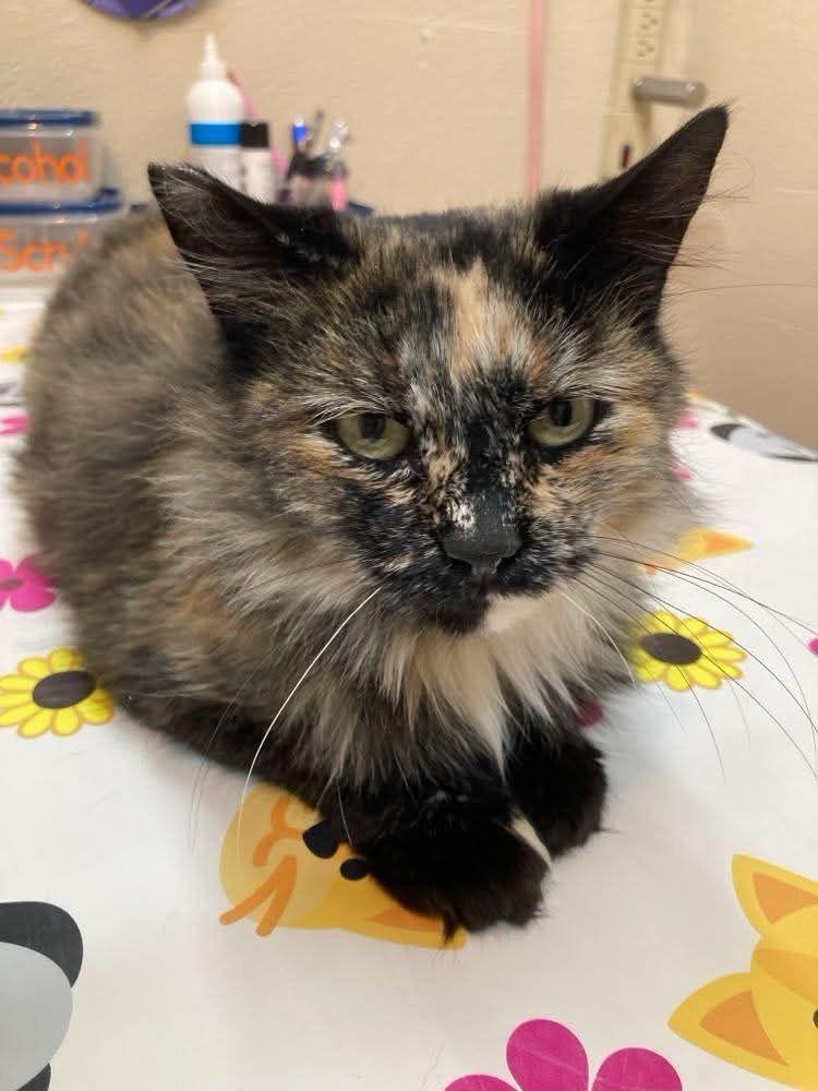 Enlarge Faye, a Adopted Tortoiseshell in Cheyenne, WY image 2/2