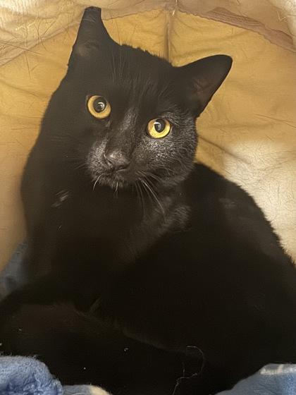 Enlarge Bert, a Adoptable mixed breed in Erin, ON image 1/1