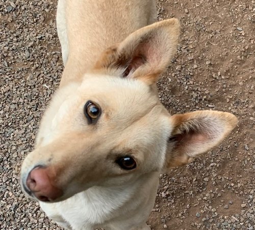 Enlarge Ayla, a Adoptable Carolina Dog in Durango, CO image 1/2