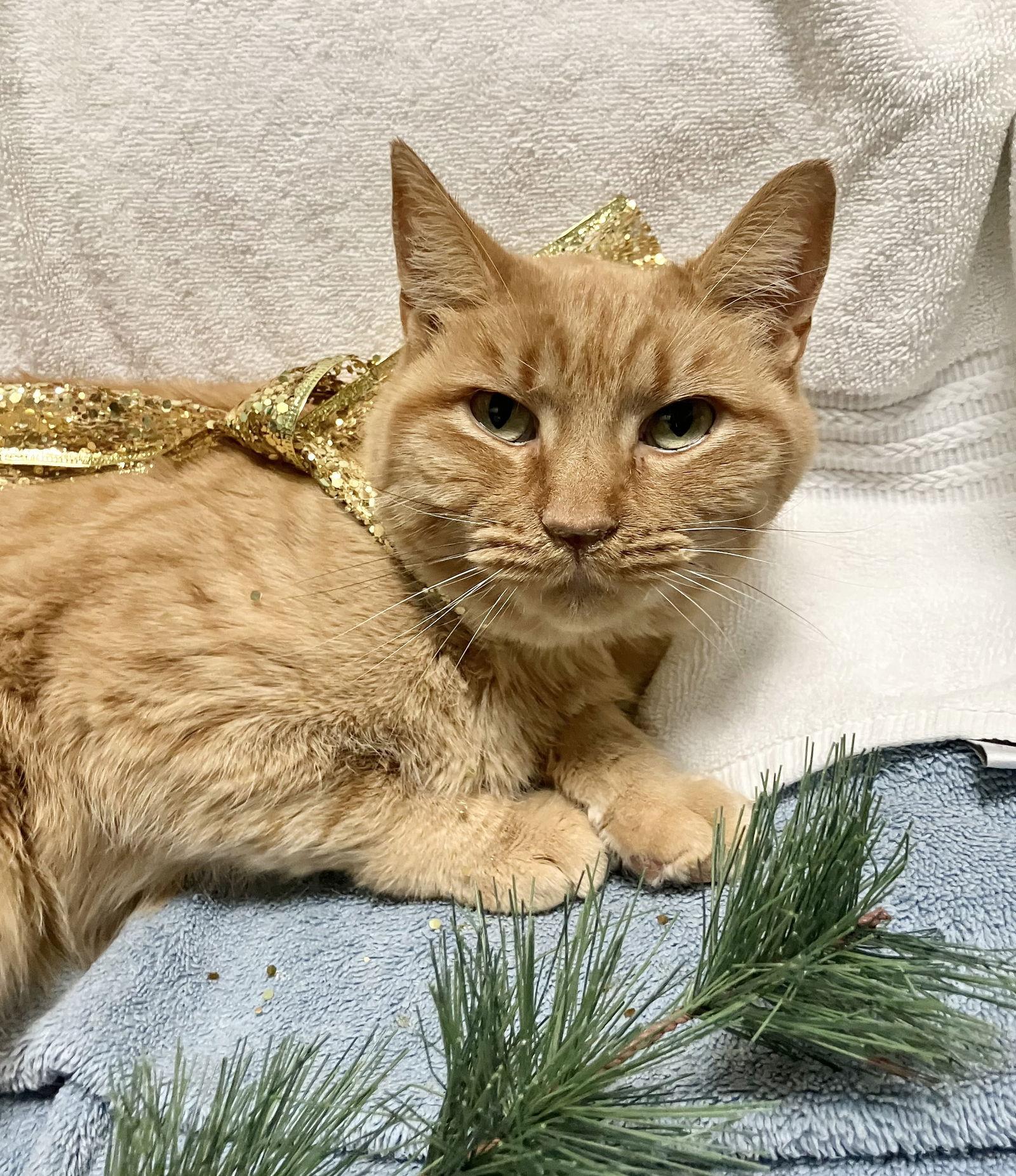 Baguette thumbnail 3