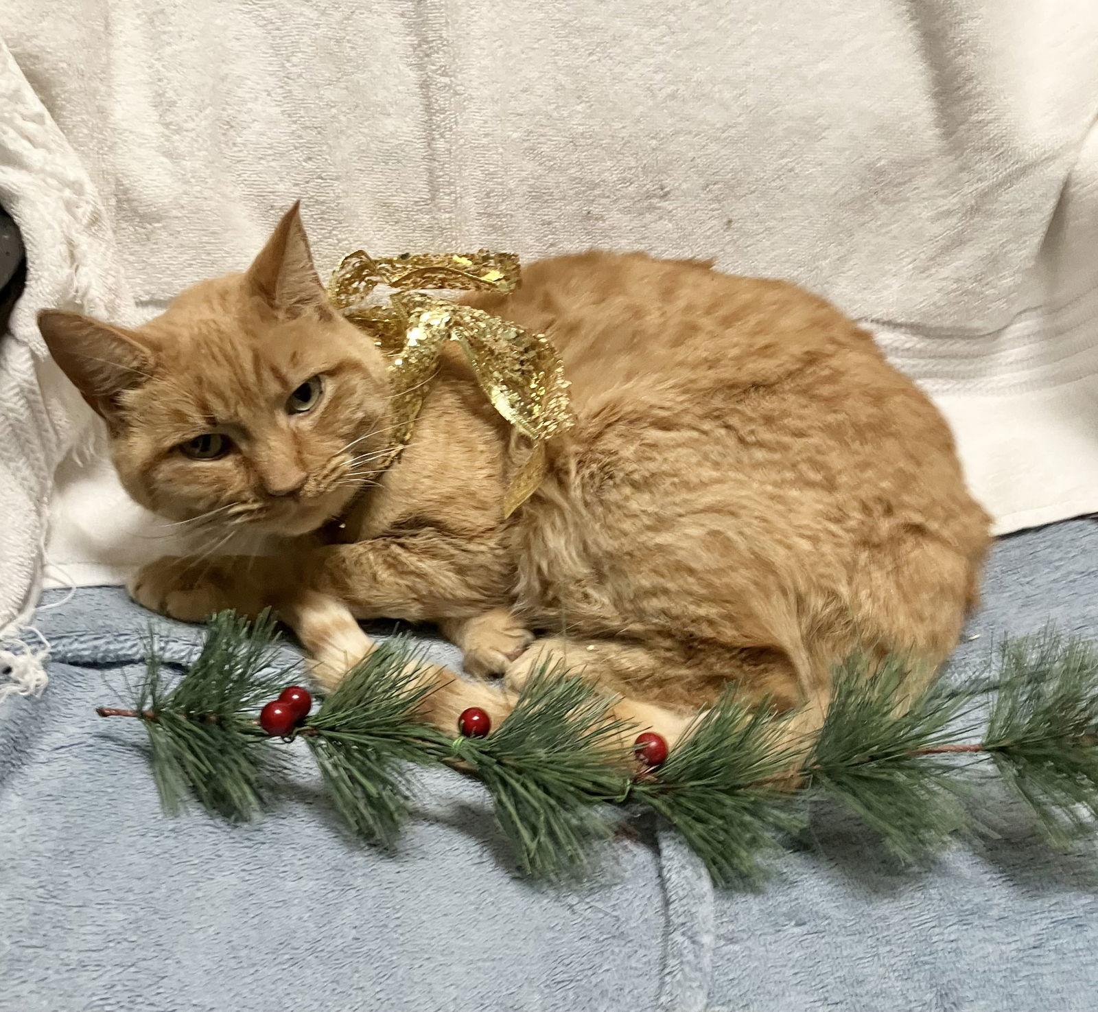 Baguette thumbnail 4