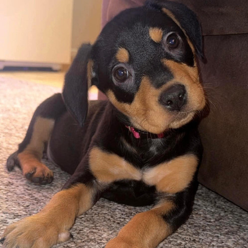 Paisley