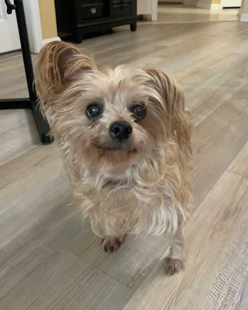 Beau, Adoptable, Senior Male Yorkshire Terrier.