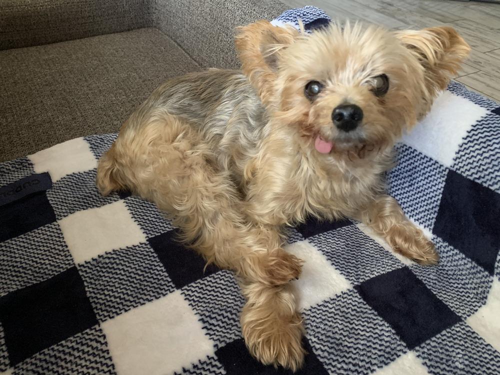 Enlarge Beau, a Adoptable mixed breed in Melbourne Beach, FL image 2/4