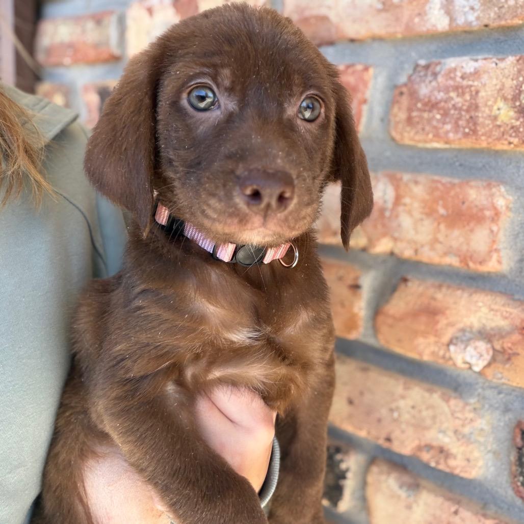 Piggy, Adoptable, Puppy Female Labrador Retriever.