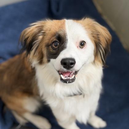 Cookie, adopted, Puppy Male Spaniel.