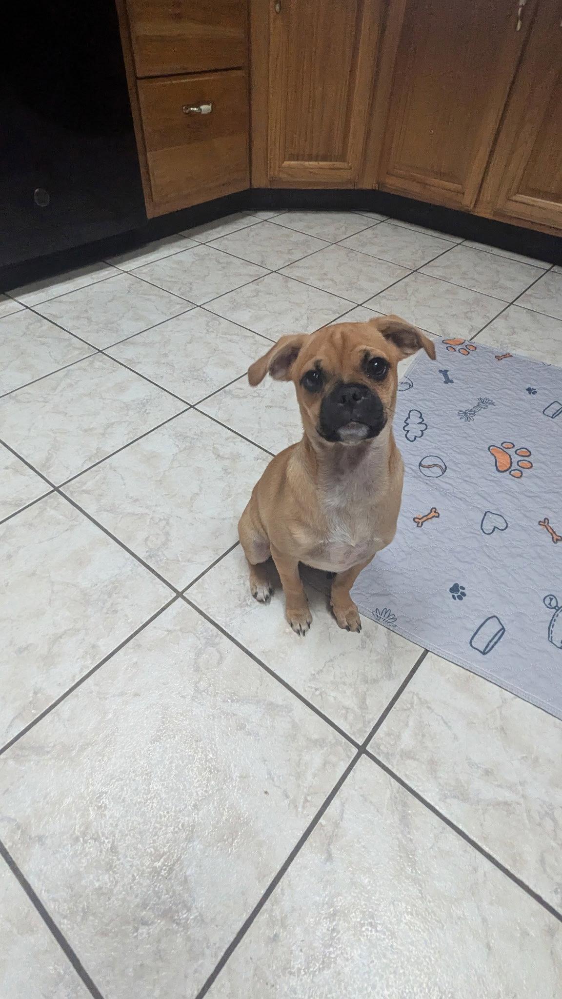 Enlarge Viana, a Adoptable Pug in Morganville, NJ image 1/2