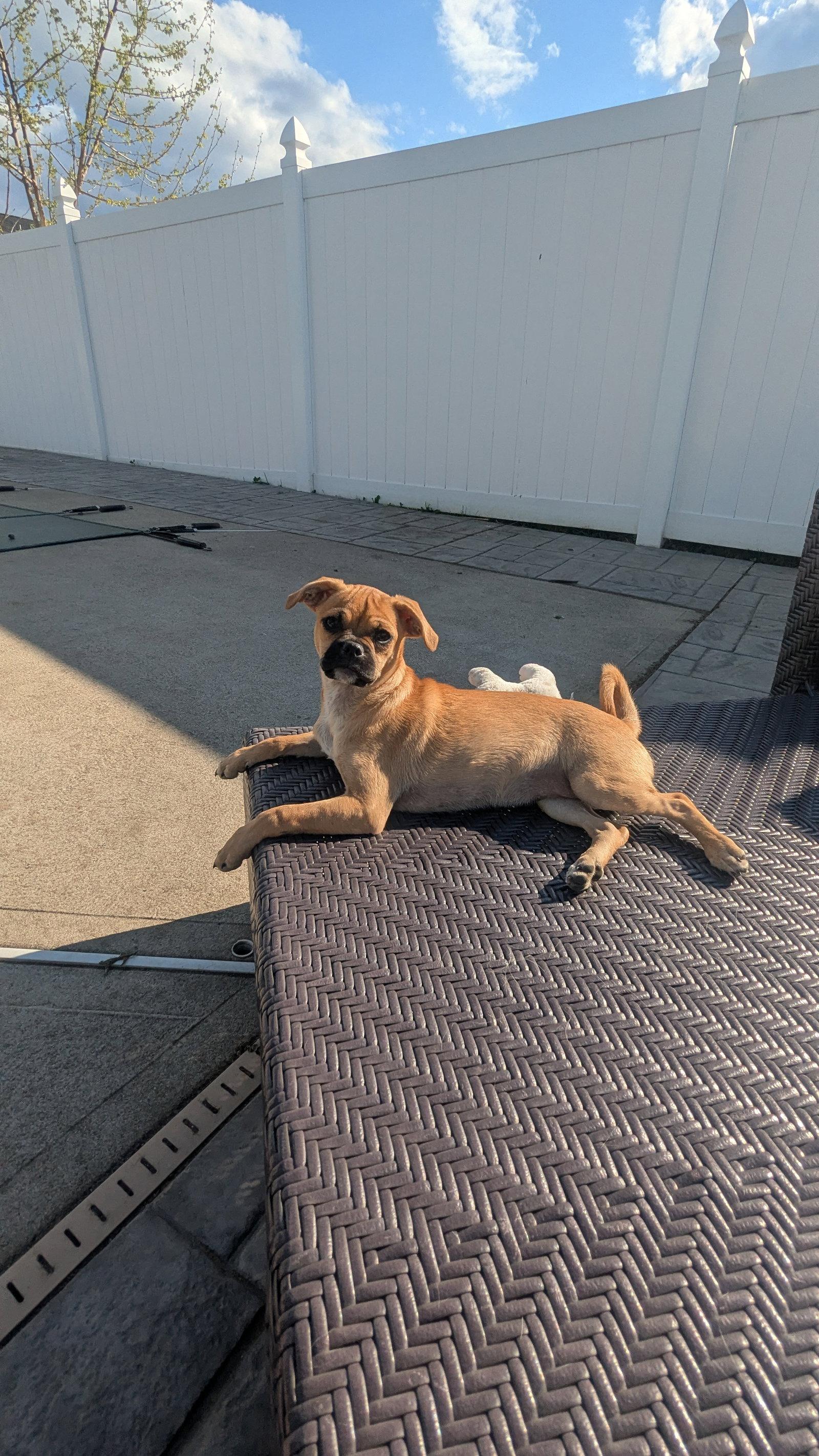 Enlarge Viana, a Adoptable Pug in Morganville, NJ image 2/2