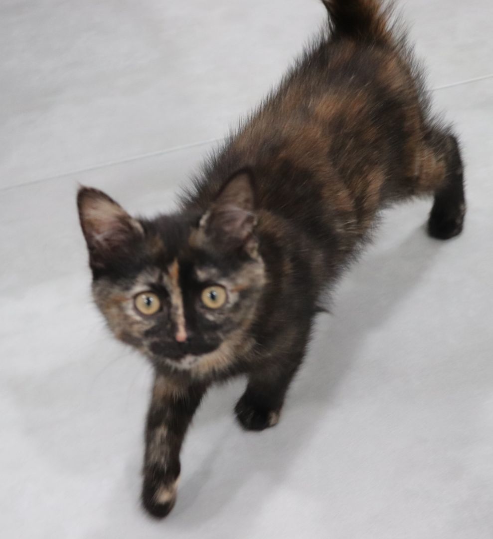 Spaghetti, Adopted, Kitten Female Domestic Short Hair.