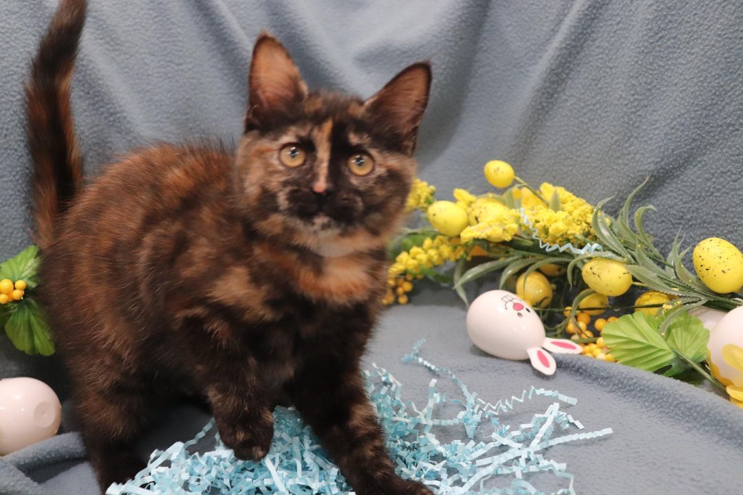 Enlarge Spaghetti, a Adopted Domestic Short Hair in Vaudreuil-Dorion, QC image 2/6