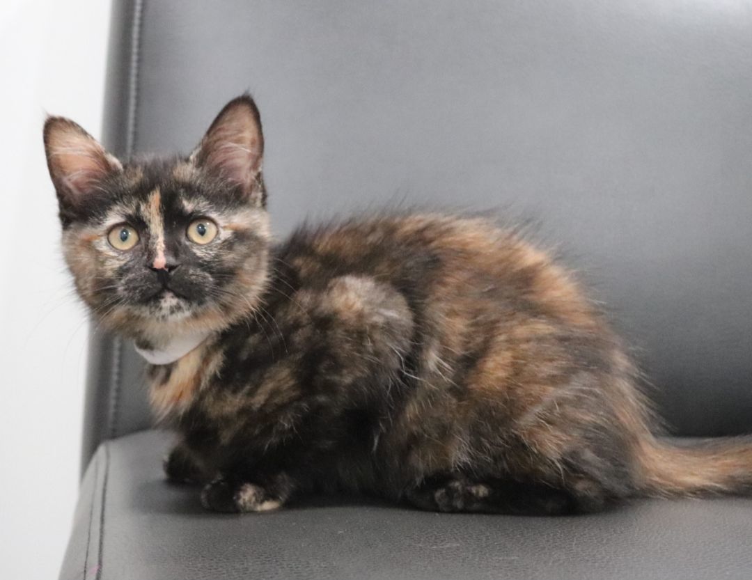 Enlarge Spaghetti, a Adopted Domestic Short Hair in Vaudreuil-Dorion, QC image 3/6